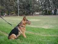Basket dog muzzle (side)