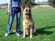 leather dog harness for agitation work