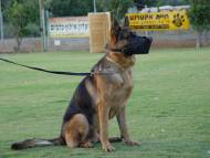 Dog leather police and schutzhund muzzle